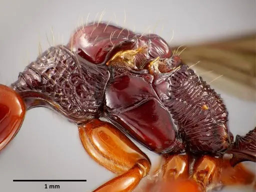 Anochetus mixtus specimen SEMUT20160520B image semut20160520b_3