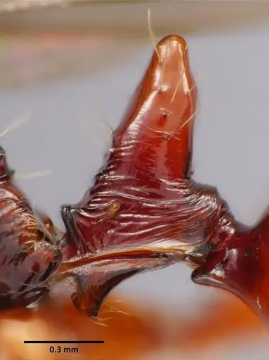 Anochetus mixtus specimen SEMUT20160520B image semut20160520b_4