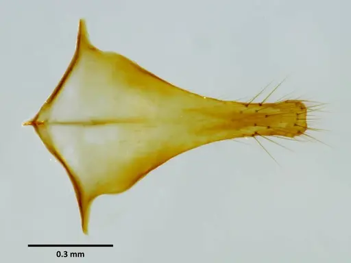 Anochetus mixtus specimen SEMUT20160525H image semut20160525h_1