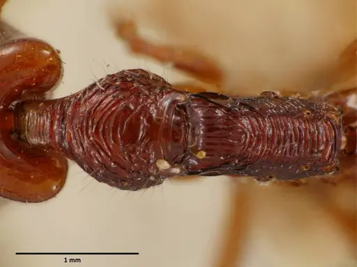 Anochetus mixtus specimen SEMUT20160608A image semut20160608a_1
