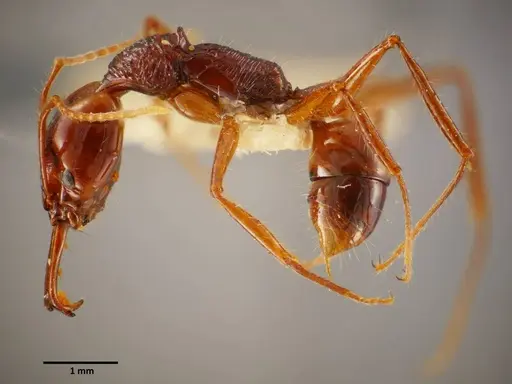 Anochetus mixtus specimen SEMUT20160608A image semut20160608a_5