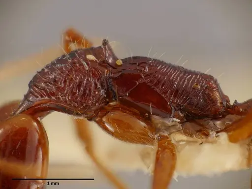 Anochetus mixtus specimen SEMUT20160608A image semut20160608a_6