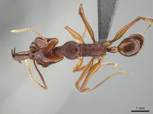 Anochetus mixtus specimen ZRC image zrc_ent00000657_1
