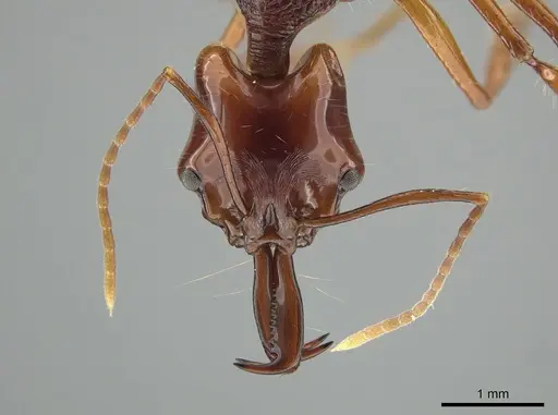 Anochetus mixtus specimen ZRC image zrc_ent00000657_2