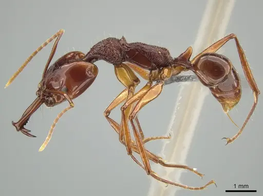 Anochetus mixtus specimen ZRC image zrc_ent00000657_3
