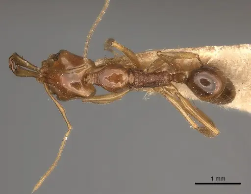 Anochetus modicus specimen CASENT0217508 image casent0217508_1