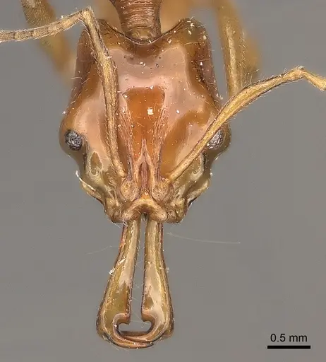 Anochetus modicus specimen CASENT0217508 image casent0217508_2