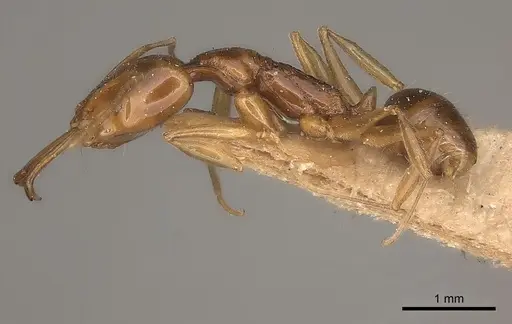 Anochetus modicus specimen CASENT0217508 image casent0217508_3