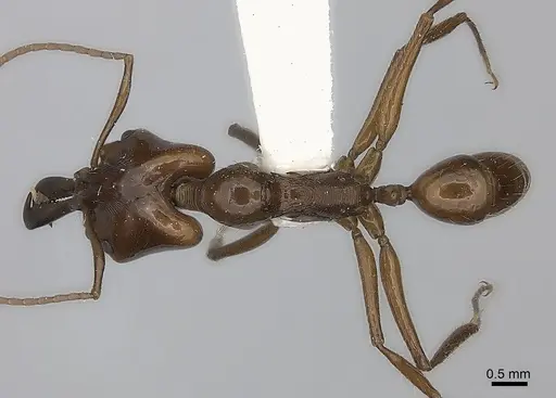 Anochetus muzziolii specimen CASENT0217509 image casent0217509_1