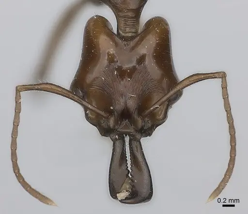 Anochetus muzziolii specimen CASENT0217509 image casent0217509_2