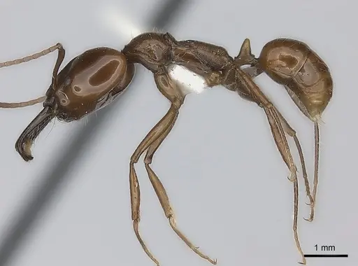 Anochetus muzziolii specimen CASENT0217509 image casent0217509_3