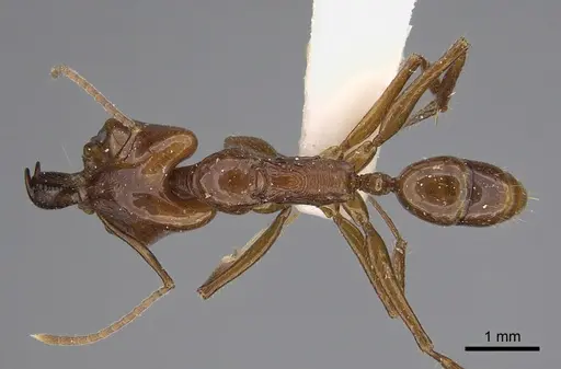 Anochetus muzziolii specimen CASENT0923411 image casent0923411_1