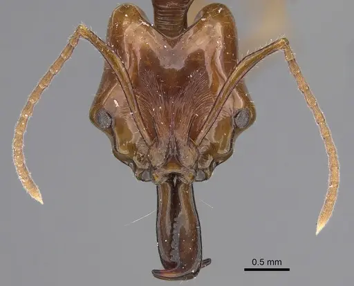 Anochetus muzziolii specimen CASENT0923411 image casent0923411_2
