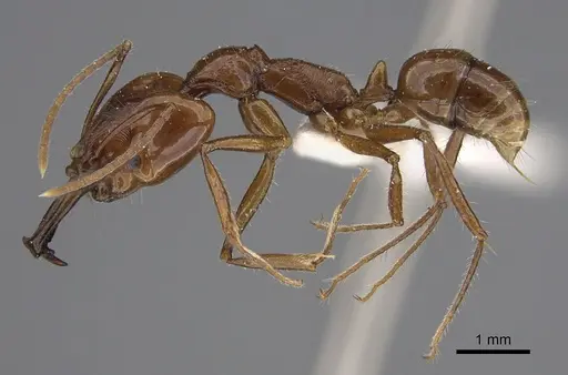 Anochetus muzziolii specimen CASENT0923411 image casent0923411_3