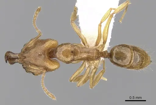 Anochetus myops specimen CASENT0281882 image casent0281882_1