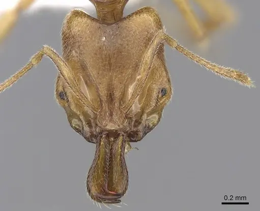 Anochetus myops specimen CASENT0281882 image casent0281882_2