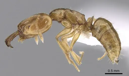 Anochetus myops specimen CASENT0281882 image casent0281882_3