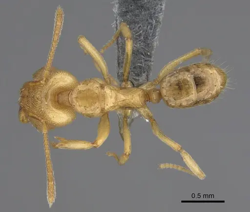 Anochetus myops specimen CASENT0387787 image casent0387787_1