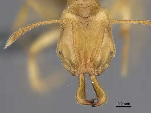 Anochetus myops specimen CASENT0387787 image casent0387787_2