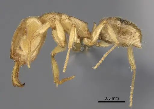 Anochetus myops specimen CASENT0387787 image casent0387787_3