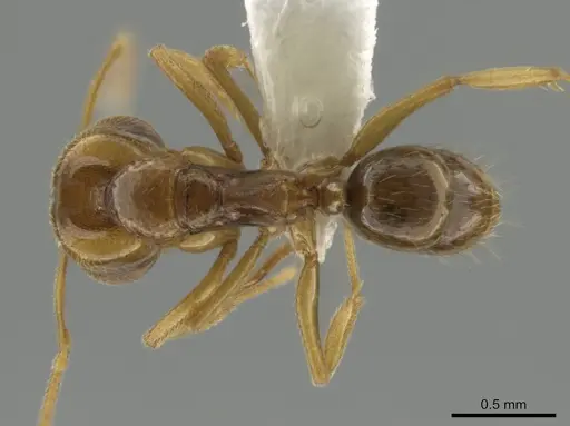 Anochetus myops specimen CASENT0634708 image casent0634708_1