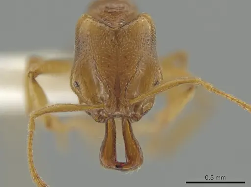 Anochetus myops specimen CASENT0634708 image casent0634708_2