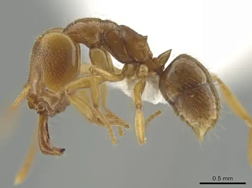 Anochetus myops specimen CASENT0634708 image casent0634708_3