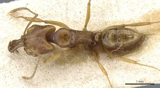Anochetus myops specimen CASENT0903979 image casent0903979_1
