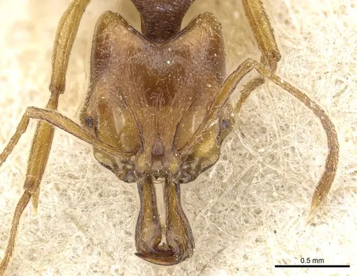 Anochetus myops specimen CASENT0903979 image casent0903979_2