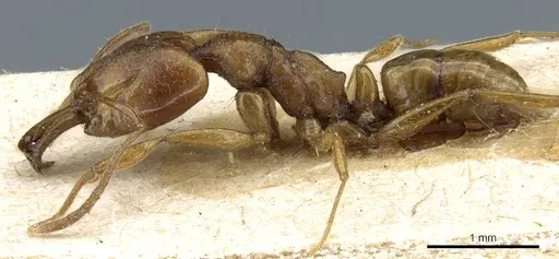 Anochetus myops specimen CASENT0903979 image casent0903979_3