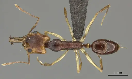 Anochetus natalensis specimen CASENT0235827 image casent0235827_1