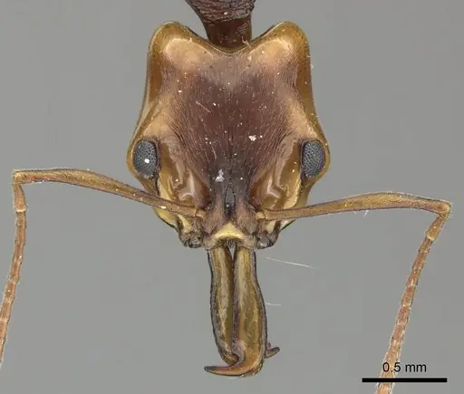 Anochetus natalensis specimen CASENT0235827 image casent0235827_2