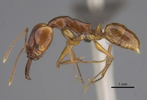 Anochetus natalensis specimen CASENT0257804 image casent0257804_1