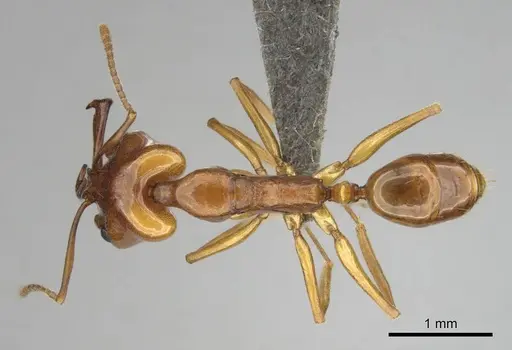Anochetus natalensis specimen CASENT0257805 image casent0257805_1