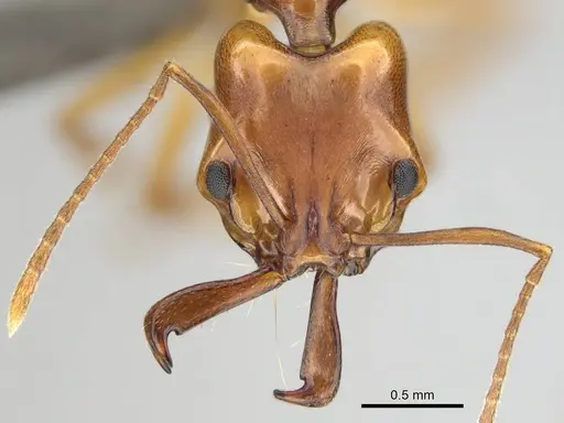 Anochetus natalensis specimen CASENT0257805 image casent0257805_2