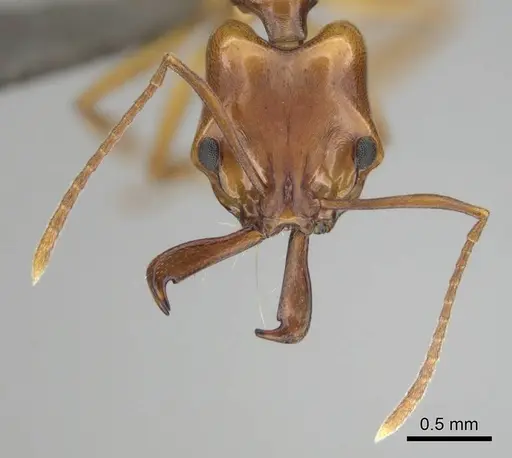 Anochetus natalensis specimen CASENT0257805 image casent0257805_3