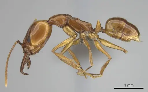 Anochetus natalensis specimen CASENT0257805 image casent0257805_4