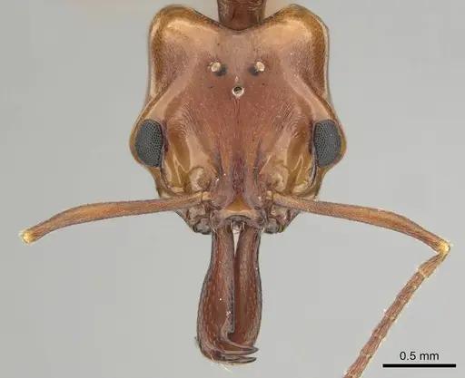 Anochetus natalensis specimen CASENT0257806 image casent0257806_2