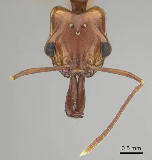 Anochetus natalensis specimen CASENT0257806 image casent0257806_3