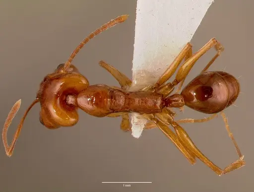 Anochetus natalensis specimen SAM-HYM-C002694A image sam-hym-c002694a_1
