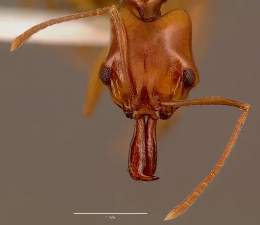 Anochetus natalensis specimen SAM-HYM-C002694A image sam-hym-c002694a_2