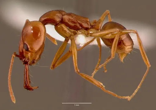Anochetus natalensis specimen SAM-HYM-C002694A image sam-hym-c002694a_3