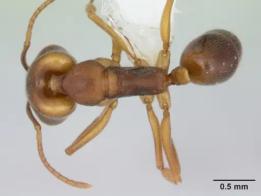 Anochetus neglectus specimen CASENT0173534 image casent0173534_1