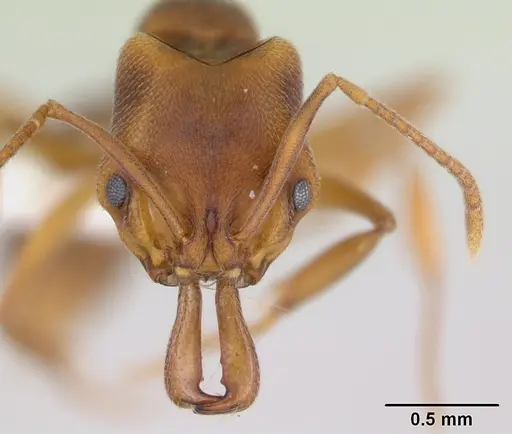Anochetus neglectus specimen CASENT0173534 image casent0173534_2