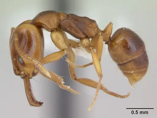 Anochetus neglectus specimen CASENT0173534 image casent0173534_3