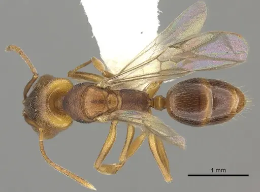 Anochetus neglectus specimen CASENT0260502 image casent0260502_1
