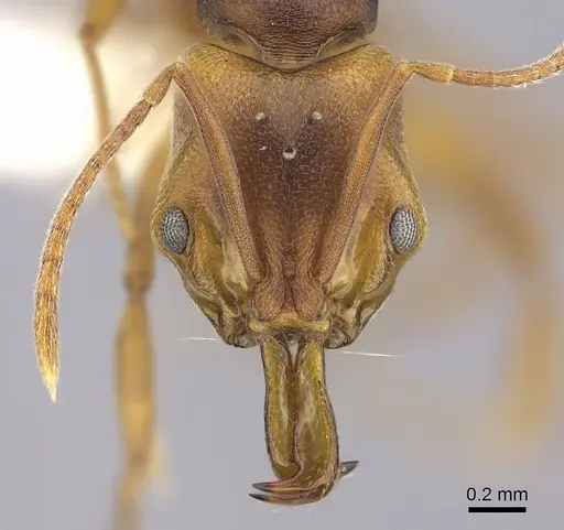 Anochetus neglectus specimen CASENT0260502 image casent0260502_2