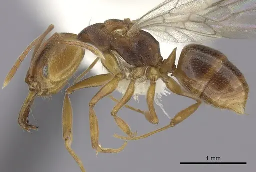 Anochetus neglectus specimen CASENT0260502 image casent0260502_3
