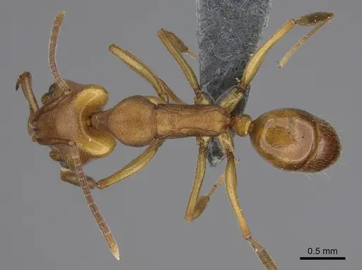 Anochetus neglectus specimen CASENT0379431 image casent0379431_1