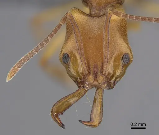 Anochetus neglectus specimen CASENT0379431 image casent0379431_2